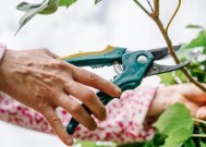 本周必须修剪花园植物，以避免疾病传播